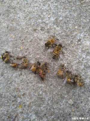 一个蜂群有多少去采蜜_一个蜂群有几只蜂王