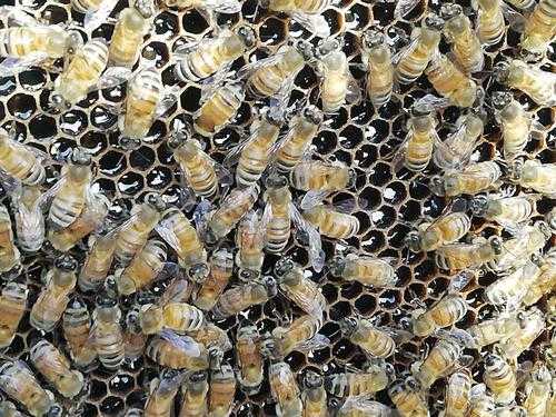 蜜蜂子脾是什么原因（蜜蜂子脾正常图片）