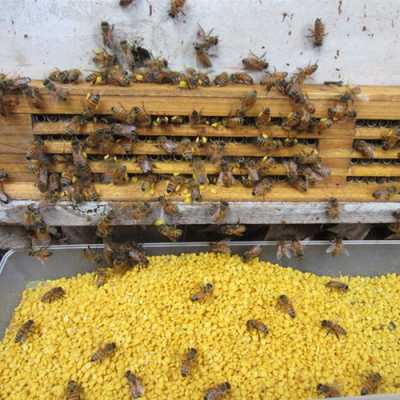  蜂花粉怎么收获「蜂花粉怎么收获视频」