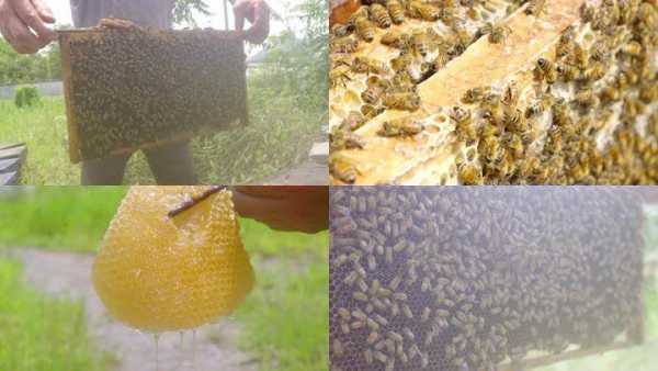 蜜蜂采蜂蜜做什么_蜜蜂采蜜怎么做