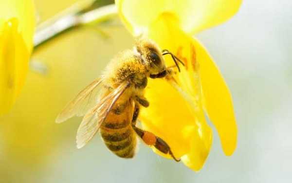  为什么突然特别招蜜蜂「为什么突然很多蜜蜂」