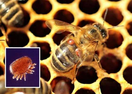 蜜蜂小螨虫和大螨的图片大全