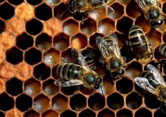 一窝蜜蜂里面有几种蜜蜂