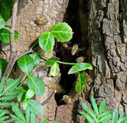 蜜蜂在树上 蜜蜂在树洞怎么引出来