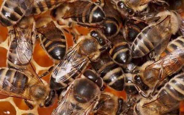 中蜂体型有多少毫米（中蜂的个体有多大）