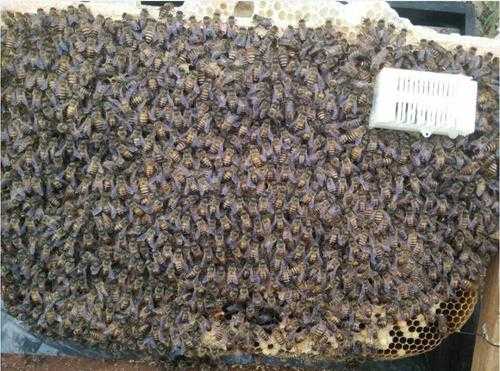 一箱蜜蜂有多少个（一箱蜜蜂能分多少箱蜂的）