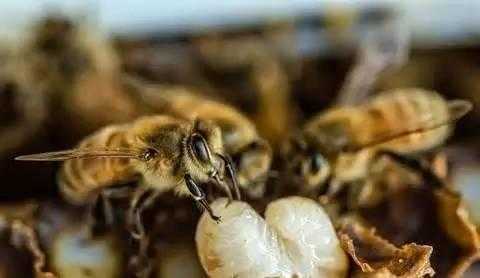 蜜蜂幼虫一次吃多少（蜜蜂幼虫吃法）