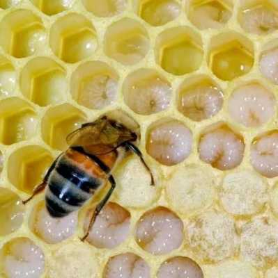 人工蜜蜂的幼虫吃什么_人工饲喂蜜蜂幼虫
