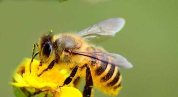 多少只蜜蜂 有多少蜂可以採蜜