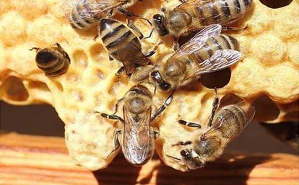  蜜蜂怎么把幼虫填蜂蜜「怎样把蜜蜂进蜂」