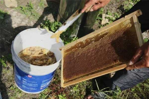 一箱蜂蜜一年产多少蜜_一箱蜂子一年能产多少蜂蜜