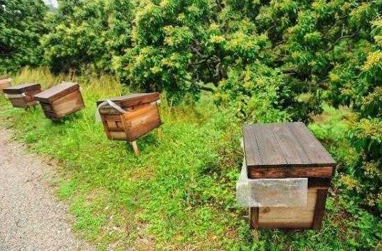 日本养蜂怎么养的视频-日本养蜂怎么养的