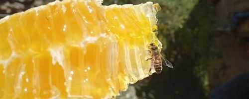 冬蜜的蜜蜂吃什么（蜜蜂冬蜜不够吃怎么补喂）