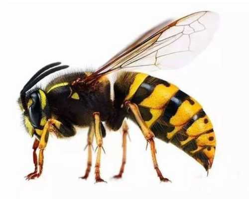 蜜蜂类有多少种