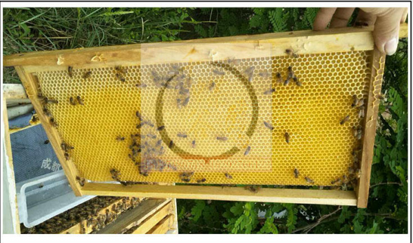 蜜蜂咬巢础是什么问题_蜜蜂咬蜂箱口怎么回事