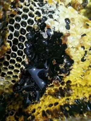 黑色蜂蜜怎么回事,黑色的蜂蜜是什么蜂蜜 
