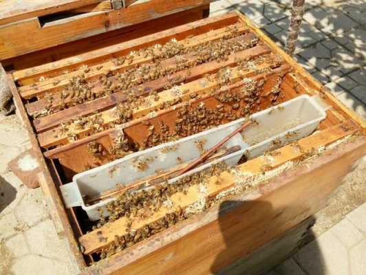 1箱蜂产蜂蜜多少斤