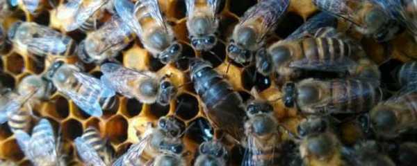 中蜂进粉多说明什么 中蜂粉多没地方产子怎么办