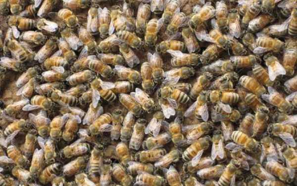 中蜂多少蜂能过冬 中蜂多少米才能过冬