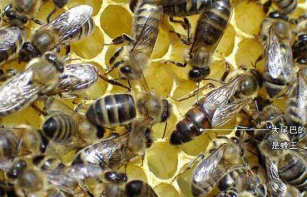 冬天密蜂管理-密蜂冬天蜂王怎么控制