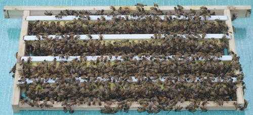 一箱蜜蜂产多少蜜虫子