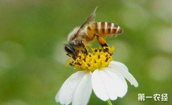 蜜蜂上蜜期间怎么降温,蜜蜂夏天该怎样防高温 