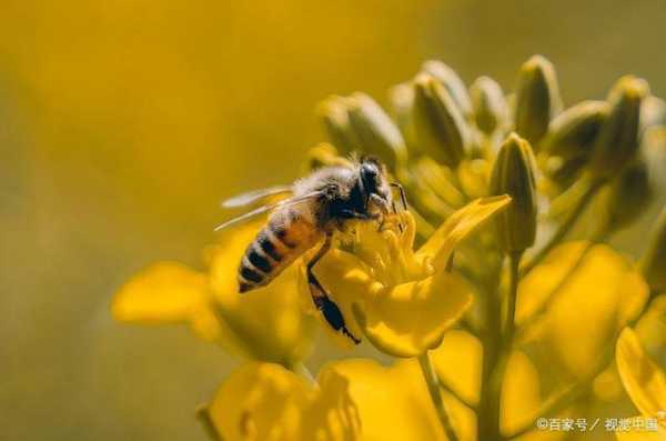 蜜蜂一天可以采多少蜜平均多少米 一只蜜蜂每天采多少蜜