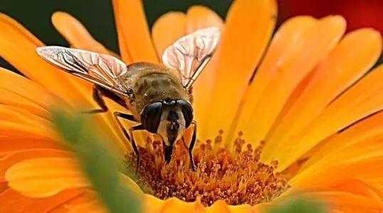  蜜蜂吃花粉快是什么情况「蜜蜂喂的花粉会不会存起来」
