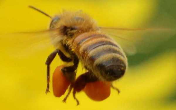 一筐蜜蜂是什么意思网络用语 一筐蜜蜂是什么意思