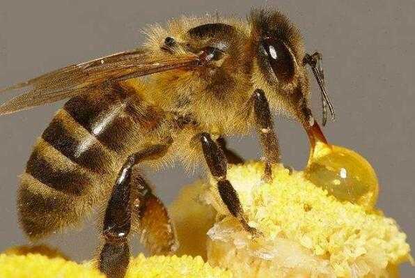 蜜蜂吃蜜为什么叫捕食_蜜蜂为什么要吃糖