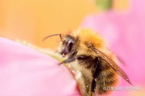 蜜蜂吃蜜为什么叫捕食_蜜蜂为什么要吃糖