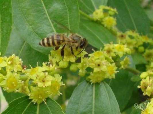 为什么蜜蜂枣花病虫害多 为什么蜜蜂枣花病