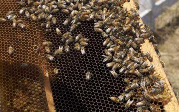  新拿回来的蜜蜂怎么养「新拿回来的蜜蜂怎么养护」