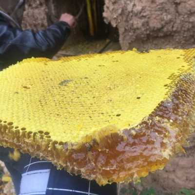 蜂子窝有什么作用与功效-蜂子巢怎么服用