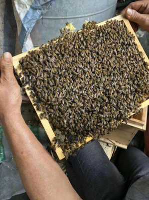中国什么蜜蜂比较好养