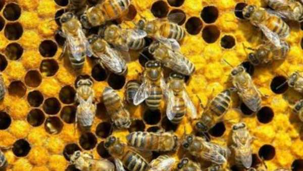 40箱蜂一年赚多少钱一箱蜂有多大 四十蜜蜂有多少钱一斤