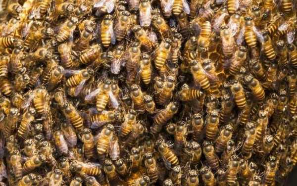 蜜蜂源是什么颜色,蜜蜂 源 