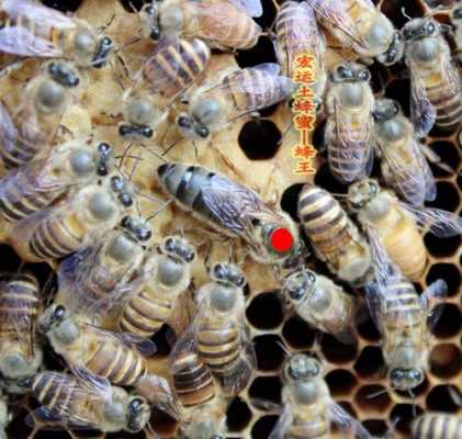  蜜蜂蜂王高和长度是多少「蜂王的体长」