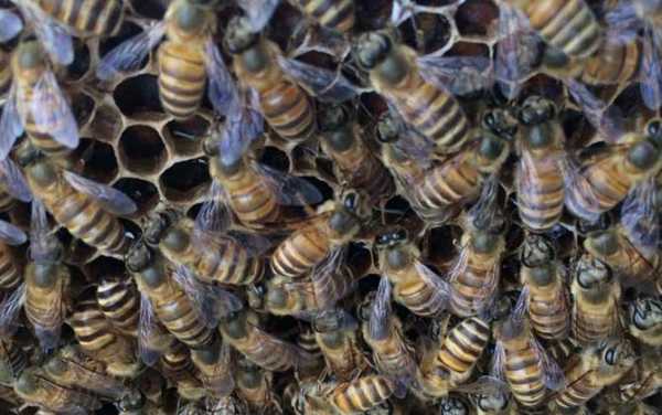 中华蜂怎么一直没有蜜,中蜂为什么没蜜 