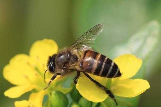中华蜂怎么一直没有蜜,中蜂为什么没蜜 