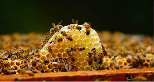 蜜蜂产蜂蜜要多少天（蜜蜂多少天酿成一批蜜）