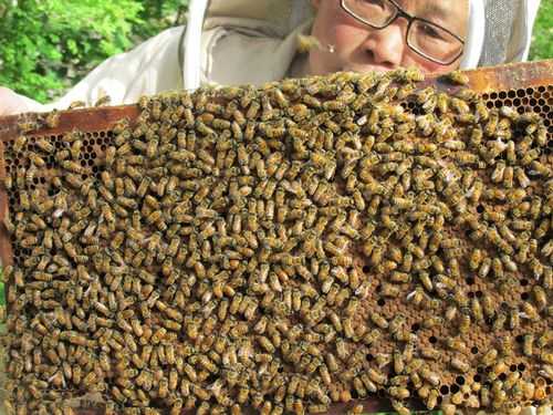 雄蜂蛹起什么作用?怎么吃? 蜜蜂雄蜂蛹怎么搞出来吃