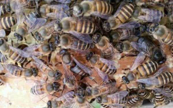 养中蜂与意蜂侵犯怎么办（养着玩是中蜂还是意蜂好）