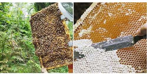  中蜂是怎么生产蜂糖的「中蜂怎样产蜜高产」