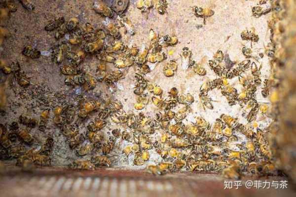 新收的蜂怎么死了那么多呢,新收回来的蜂如何稳定 