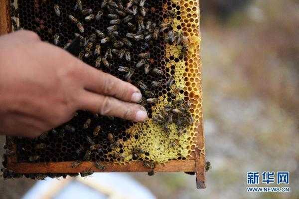 蜜蜂为什么会咬蜂箱的蜂蜡（蜜蜂为什么要咬人）