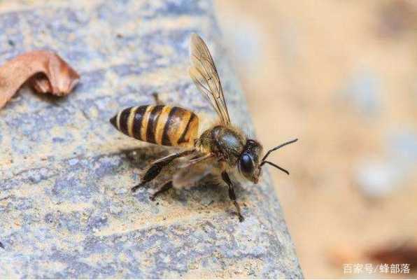  怎么鉴别蜂类有没有毒「如何分辨蜜蜂是否有毒」