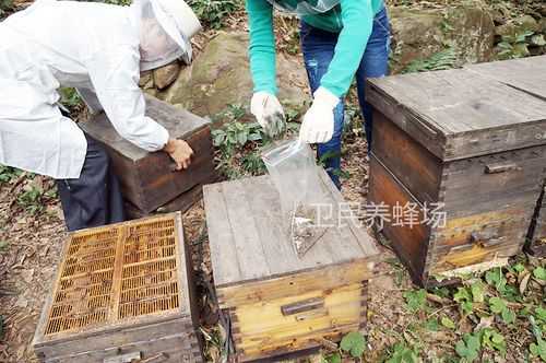  一箱蜂月产多少蜜「正常一箱蜂一年可以生产几斤蜂蜜」