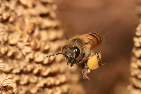 蜜蜂中的工蜂有什么作用「蜜蜂中的工蜂是什么蜂」
