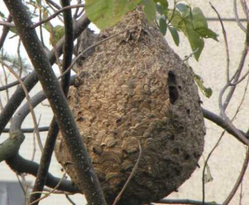 露蜂是什么意思,露蜂巢的作用与功效与作用 